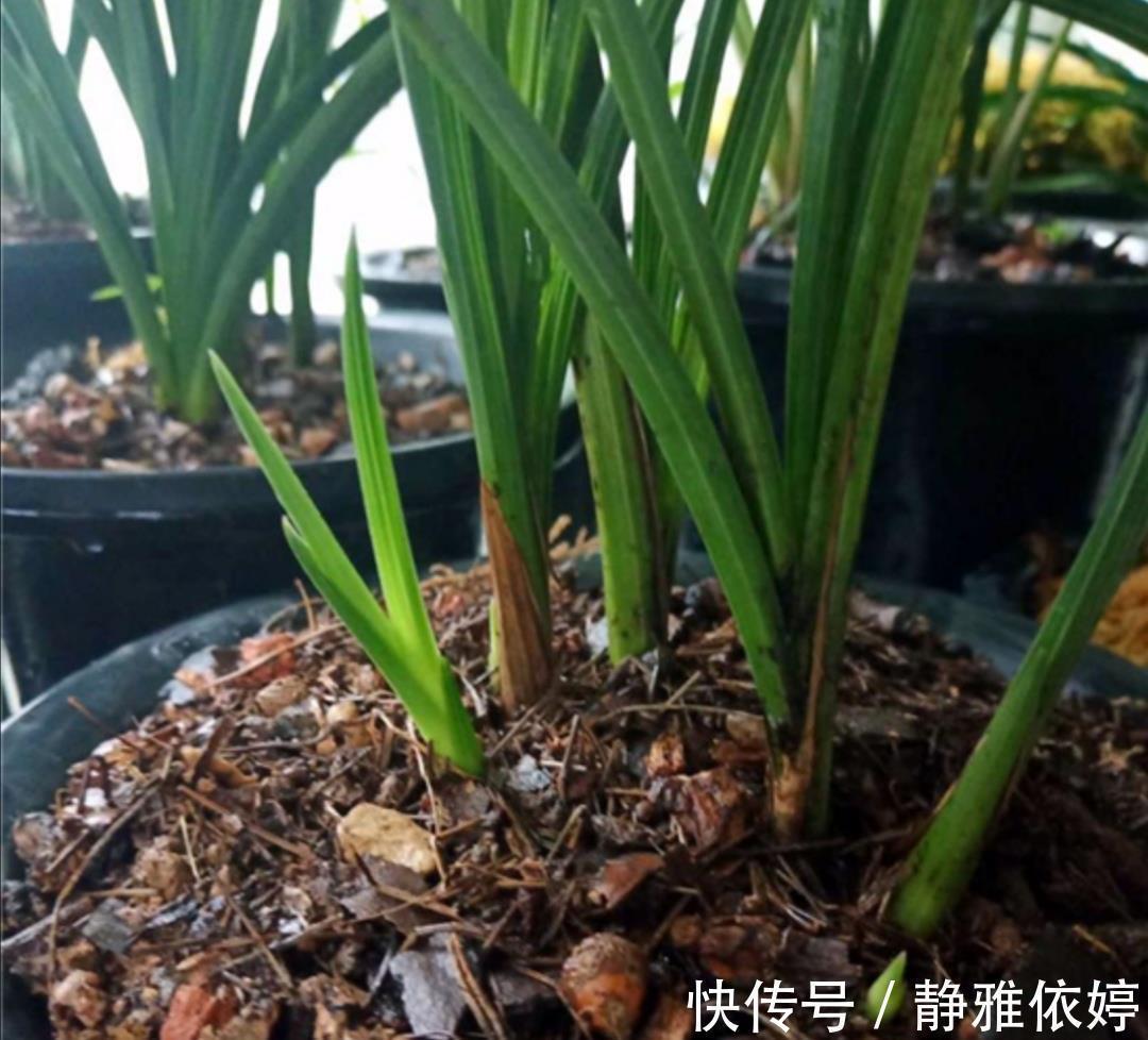 山上收集回来松针土,别直接拿来养花,先要简单处理