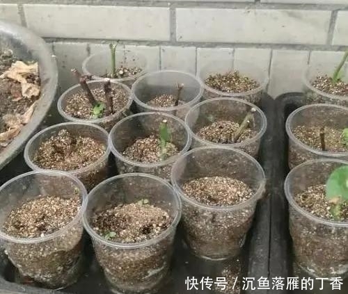 扦插|生根剂不用买，用家家都有的“小东西”，2分钟就能制出来