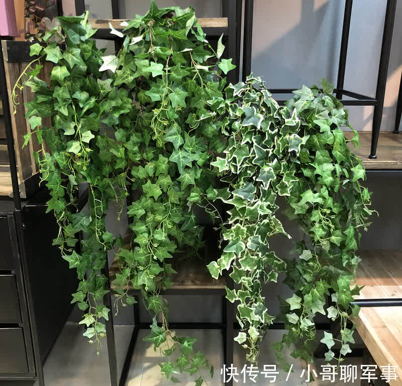 君子兰|九大“健康花”，建议大家养一盆，干净漂亮又吉祥