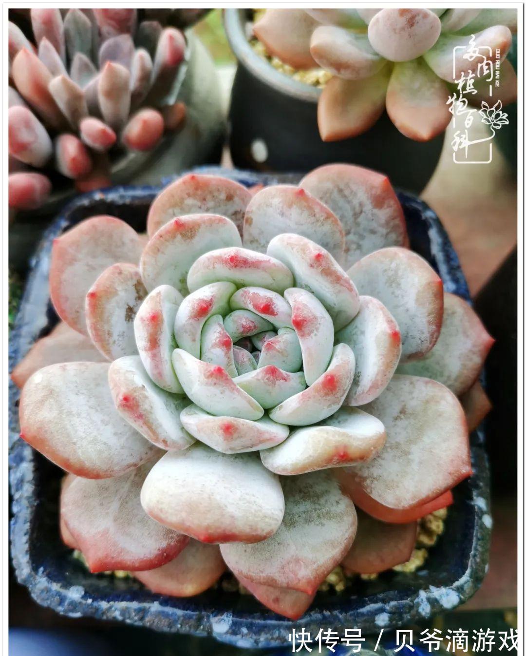 养多肉是喜欢，顺其自然是心境！