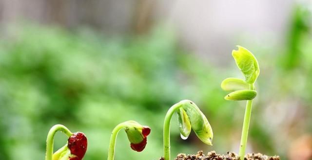 苜蓿芽菜|这菜有“营养”,一把种子发芽多,农村家家有,很充饥!