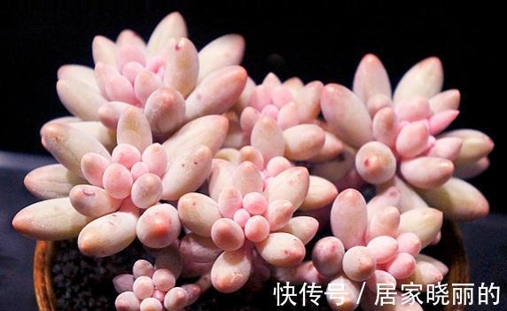 夏季|多肉婴儿手指养出状态叶色粉嫩不输桃蛋，但度夏也是老大难