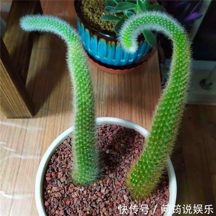 鸾凤玉|今年最火的奇葩多肉,价格这么贵,还有人抢着买!