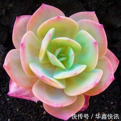 养多肉有3个阶段，幼苗期、生长期、老桩期，每个阶段方法都不同
