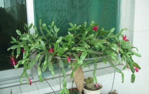 生长|随手喂点“它”,长寿、蟹爪兰生长呈现“爆发式”,开花提前30天