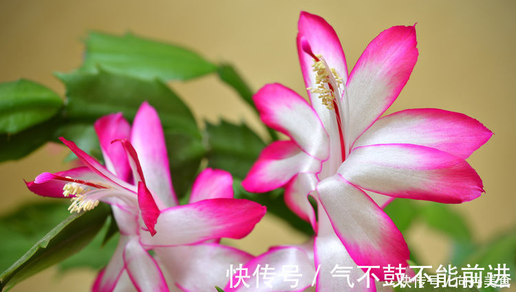 叶片|蟹爪兰叶片薄还不开花学会三招很重要,开花量大容易满盆