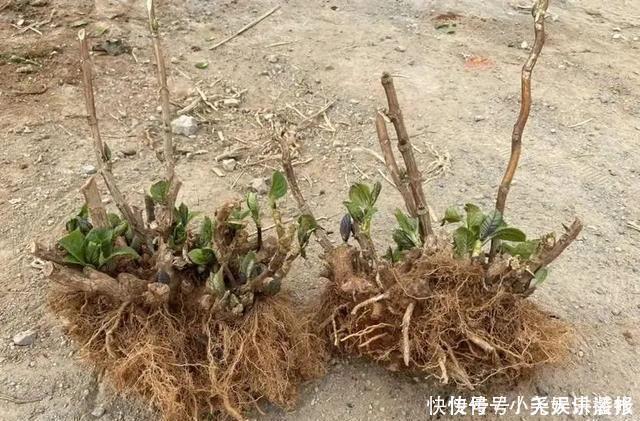 长寿花|花苗越老越值钱这5种花的老桩,买了就上当