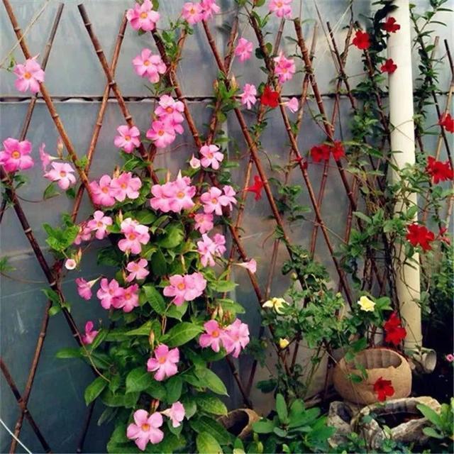 株型|最爱晒太阳的8种花，越晒开花越多，阳台养几盆，开花成海