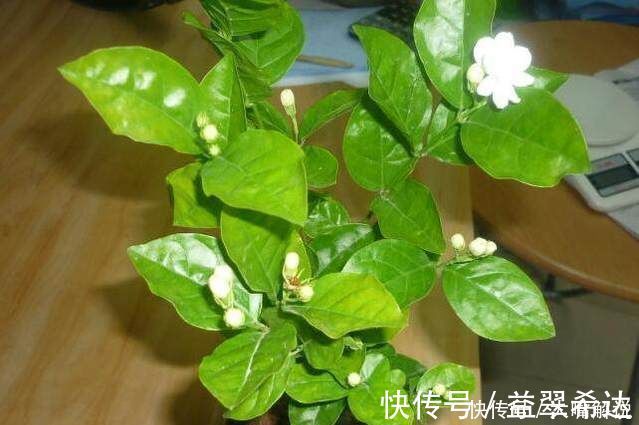 修剪|自从老婆在家中盆栽这种花后，满屋子都是清香，连香水钱都省了