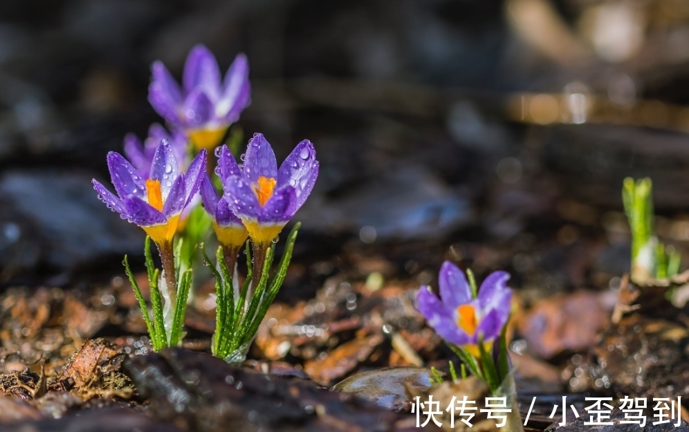 放弃|6月底，不放弃，不抛弃，爱到底，3生肖桃花入命，旧情人走出低谷