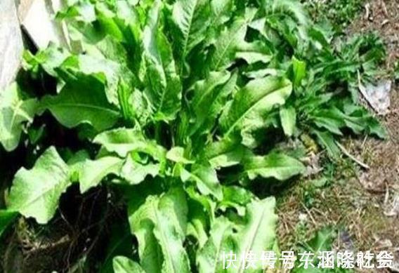 微波状|野草人称“牛舌头”,以前农民拿来当饲料,如今却要20元一斤