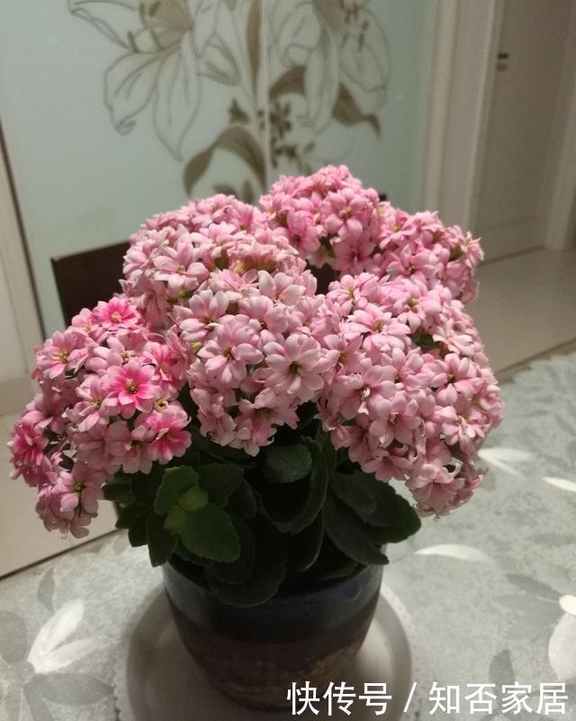 冬天养长寿花,几个小窍门,叶子碧绿,层层叠叠开满花