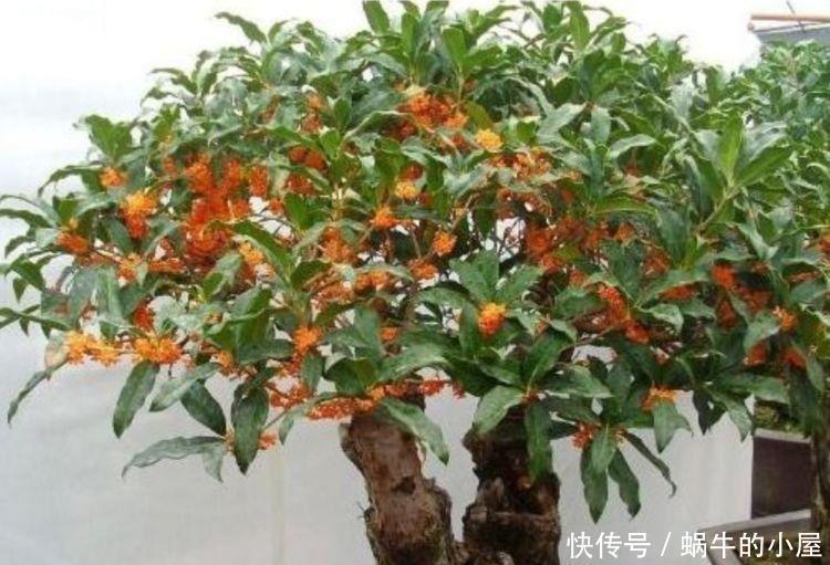 清香|几款花卉好养易爆盆,散发清香改善睡眠质量,一觉睡到天亮