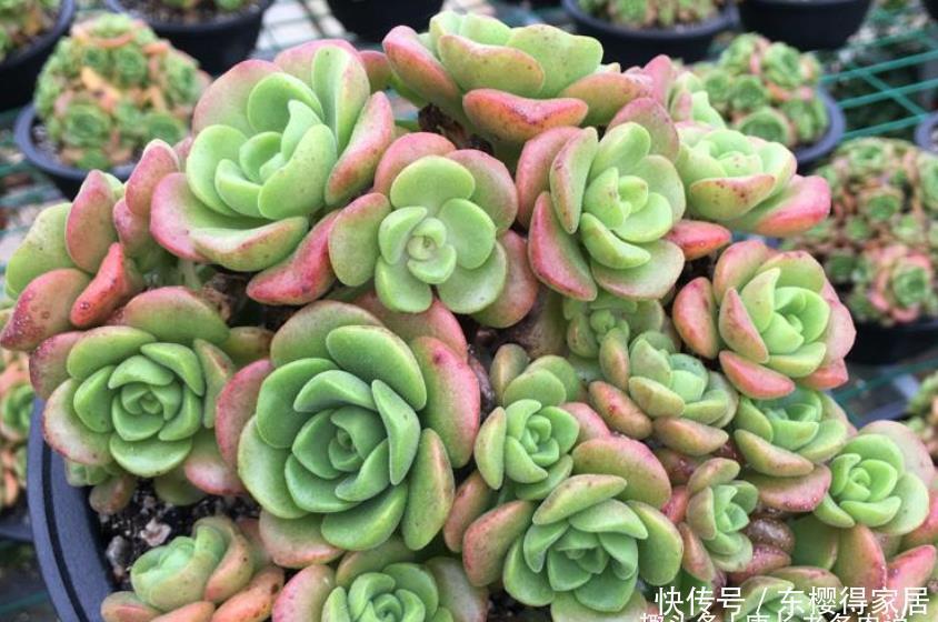 百合丽丽如何过冬?作为法师系多肉它不耐寒,冬季一定要注意防冻