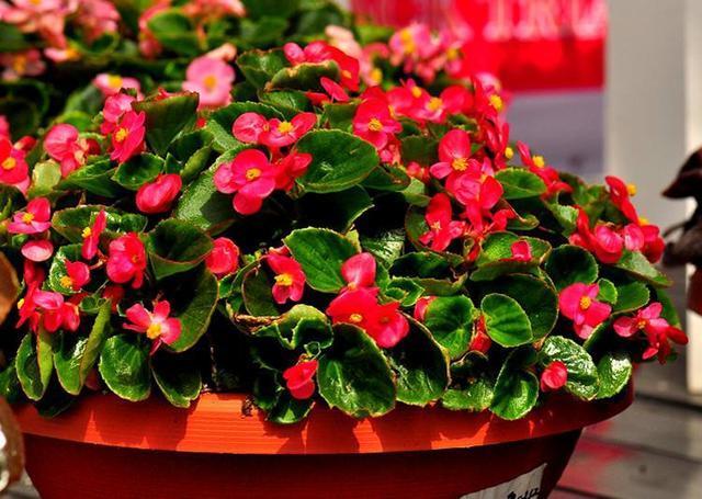 君子兰,四季海棠以下养殖,花苞一波接一波,叶茂花艳花开不断