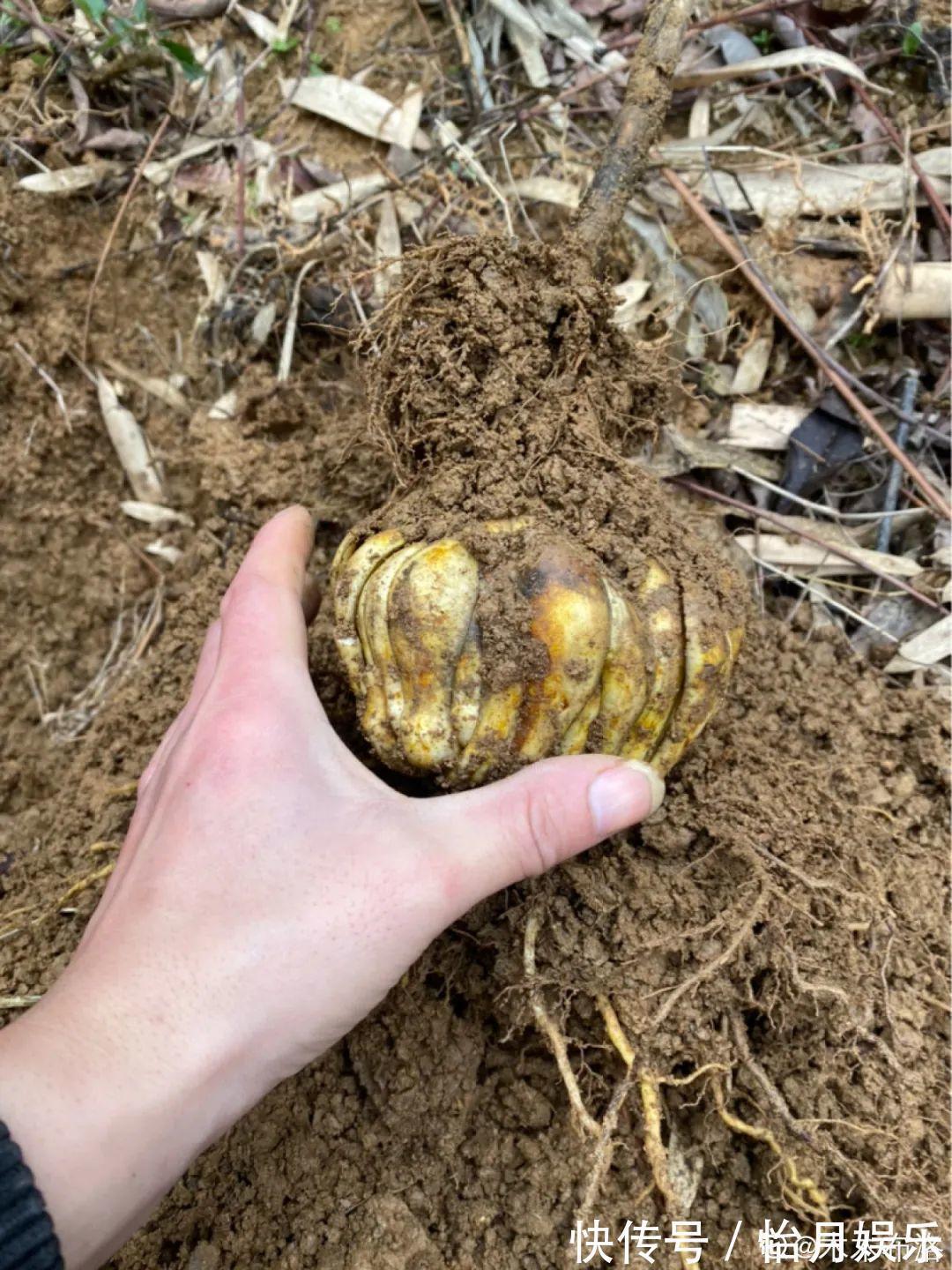 花也能成精,养成巨无霸,一次开花50朵,比小孩还高!