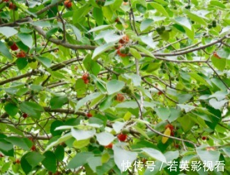 洗碗布|红彤彤的果子，毛剌剌的叶子，是天然洗碗布，请重视