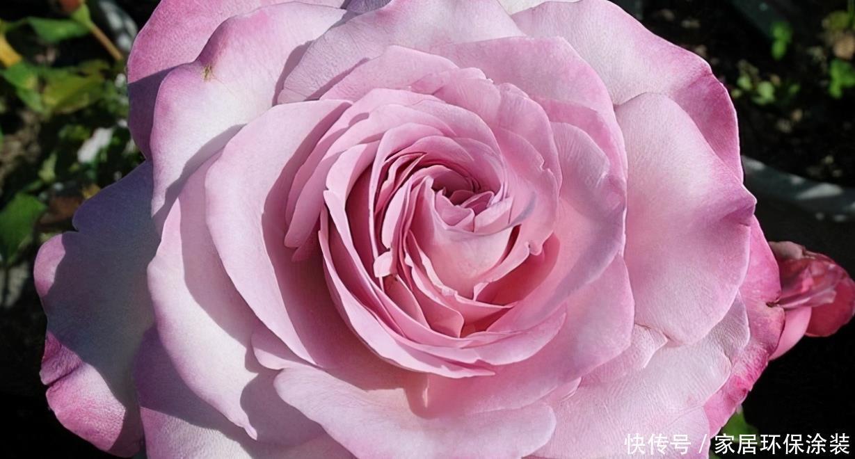 20款紫色月季品种。浓香、抗病非常好养,天然紫色唯美盛开