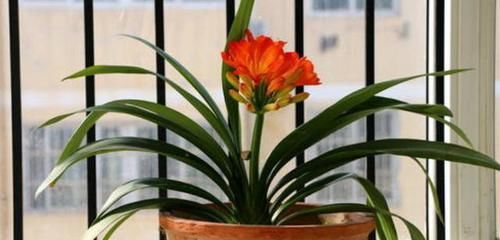 君子兰不开花,却不知道问题在哪?老花匠:这些地方有讲究