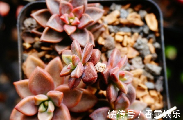 天竺葵|这些花花型独特,植株生长旺盛,室内盆栽欣赏价值高