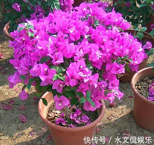 小黑屋|早秋,盆栽三角梅开花数量少了、个头小了怎么办抓牢4点足以