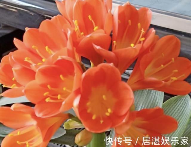 土壤养分不足盆里放“3种料”,疏松、透气、又肥沃,花卉爆盆