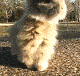 |搞笑动图：快乐跳舞的小家伙，萌萌哒！