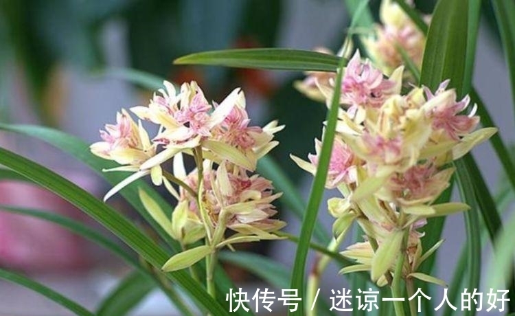 花色|最香的“4种花”,漂亮又好闻,全年开花不断,花开美观又大气