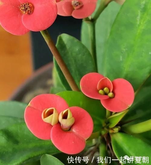 四季|老花农告诉你，这5种花是“开花机器”，摆在室内，四季常开花