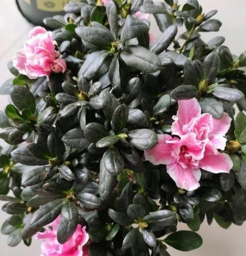 杜鹃花|杜鹃到点就得修剪,株型漂亮,开花还多