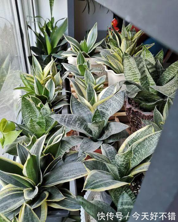 8种“漂亮花”,冬天要“虐着养”,越虐越健康,不然很难过冬