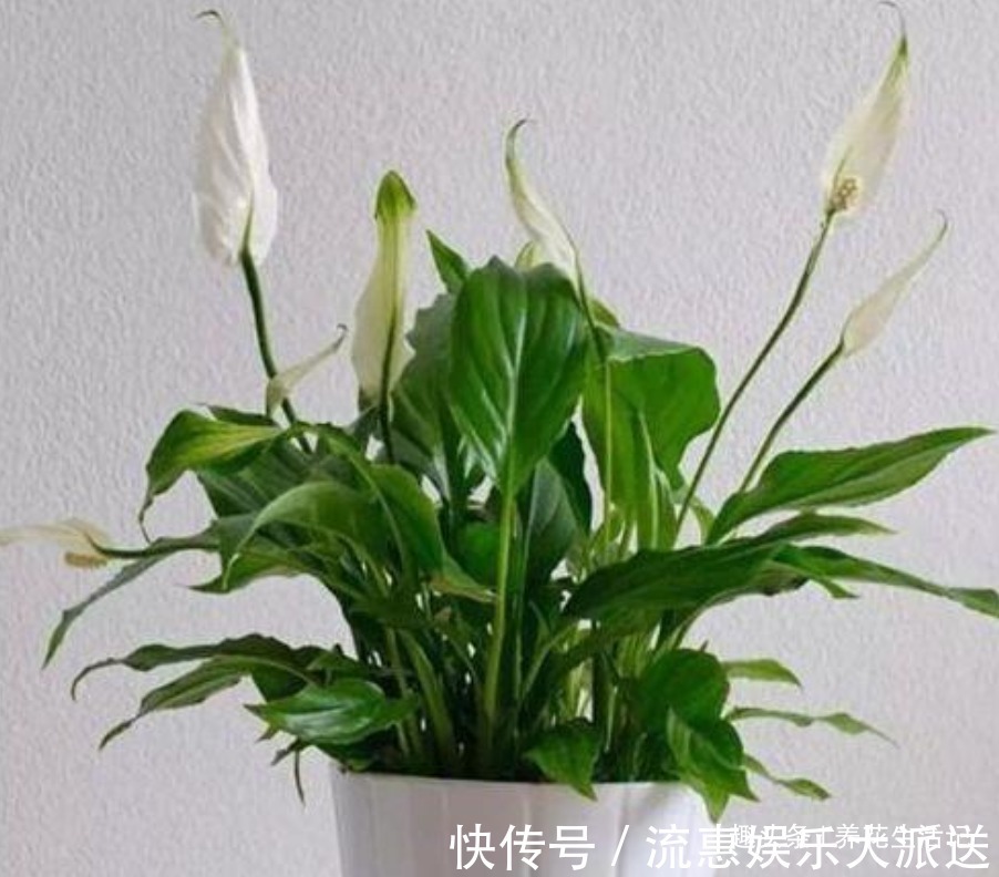 油绿|养护白掌时，要做好“3个”步骤，花朵开满叶子油绿，花期时间长