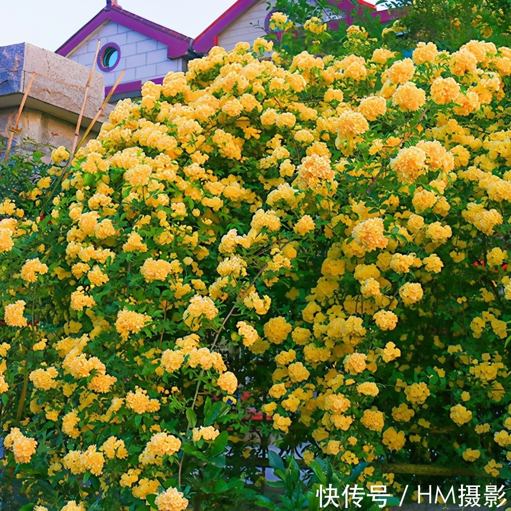 树状|苏州发现一户人家庭院,那叫一漂亮!庭院里香飘四溢!真心羡慕
