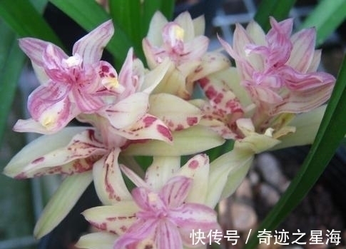 兰花中的“仙女”—富山奇蝶,花色清新香味浓,花型雅致,易养护