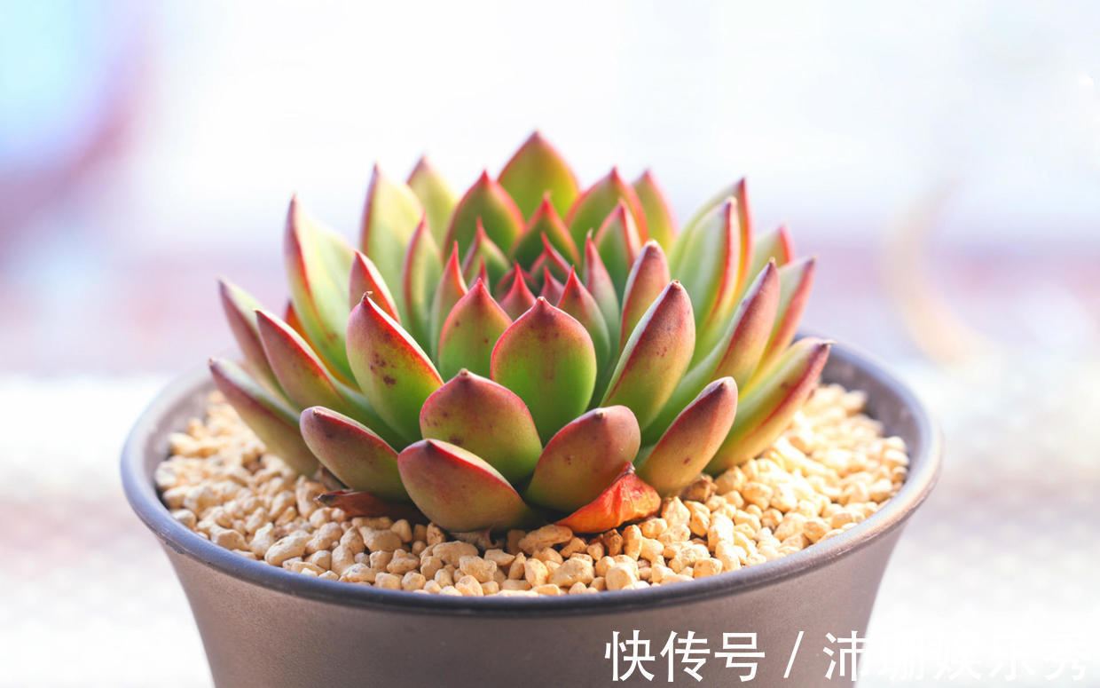 花友|多肉长时间不服盆怎么办?注意几个上盆大坑,多肉长势好色泽光亮