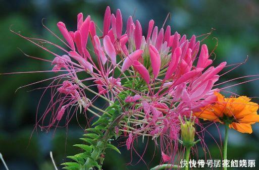 花色|4种花超优秀的,四季都开花,花朵漂亮,养护简单