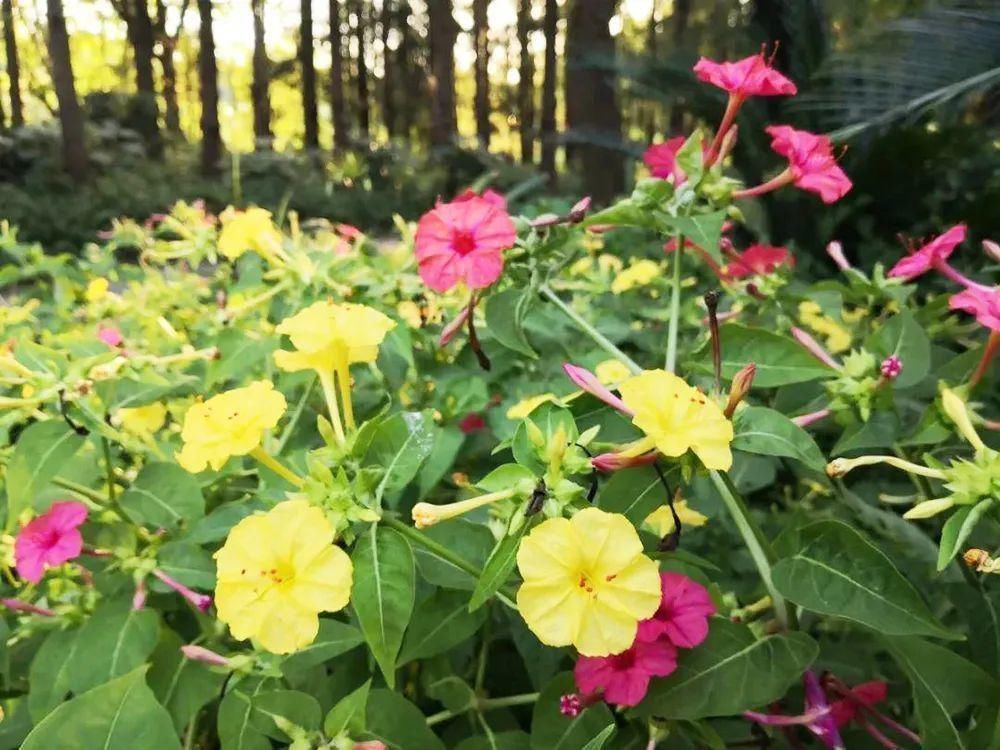 一种外来植物，俗称“地雷花”，你可能玩过，但却不知它价值很高