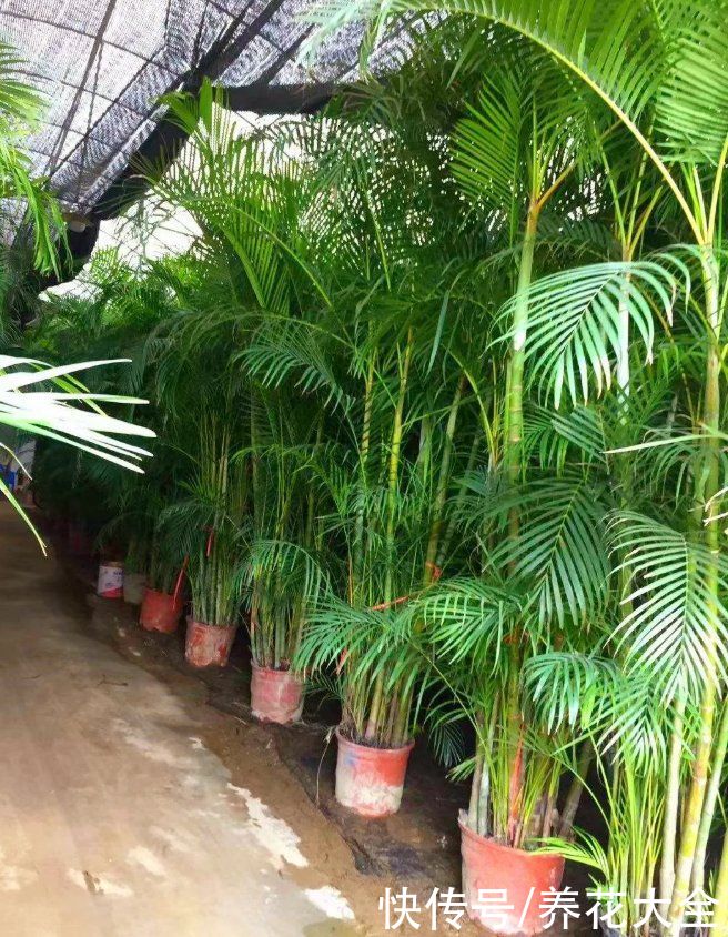 10种花越高越值钱，能长到2米，大高个霸气镇宅