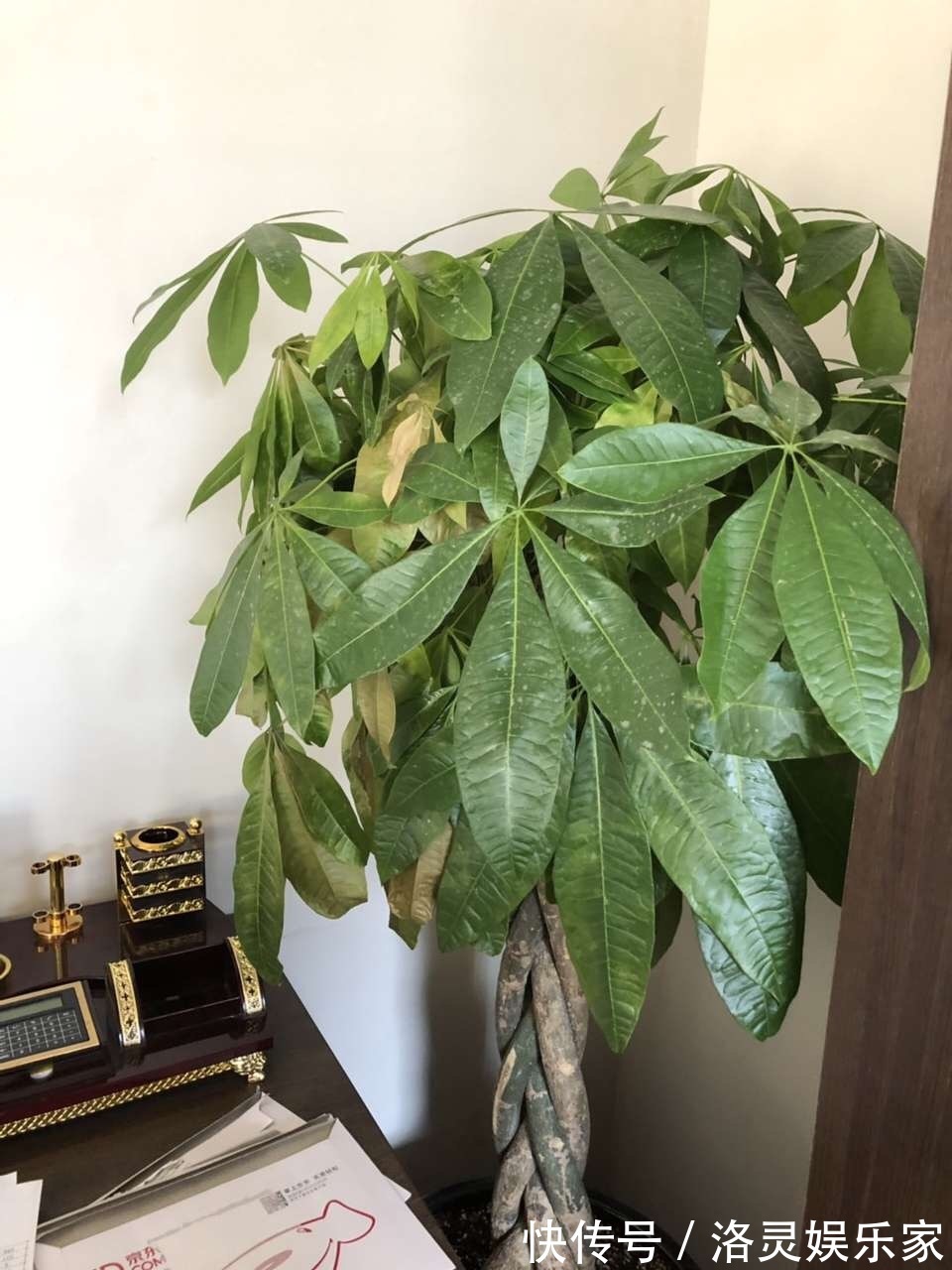 3种花自带“财气”，家里养一盆，财源广进、日子越来越红火