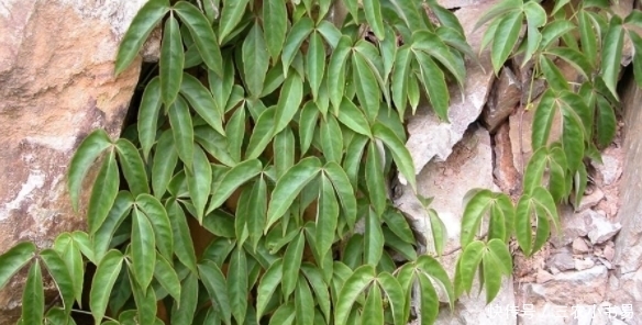 三农|农村一种野草,外表平常,殊不知城里100元一斤,你认识吗?