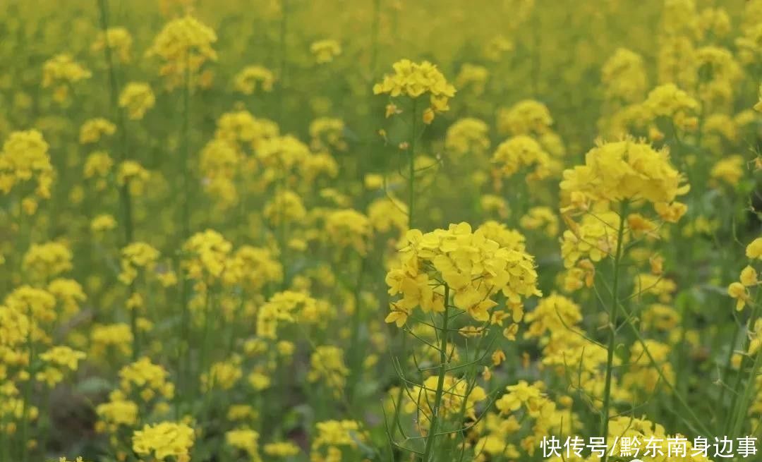 公园|春暖花开风景好， 踏青赏花正当时