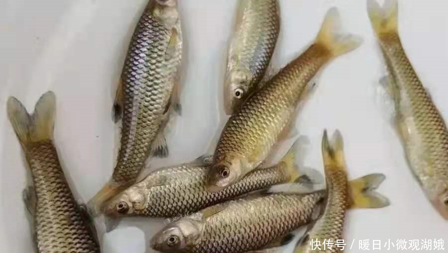 鲫鱼|如何从杂鱼堆中钓获大板鲫?果断试用这3招,钓上的鱼巴掌大