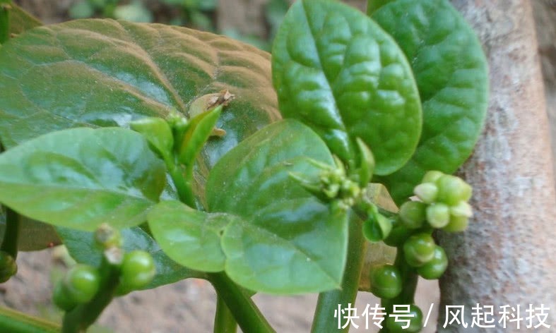 豆腐菜|农村人管它叫“豆腐菜”,摘了煮汤味道一绝,不仅能吃还是好药材