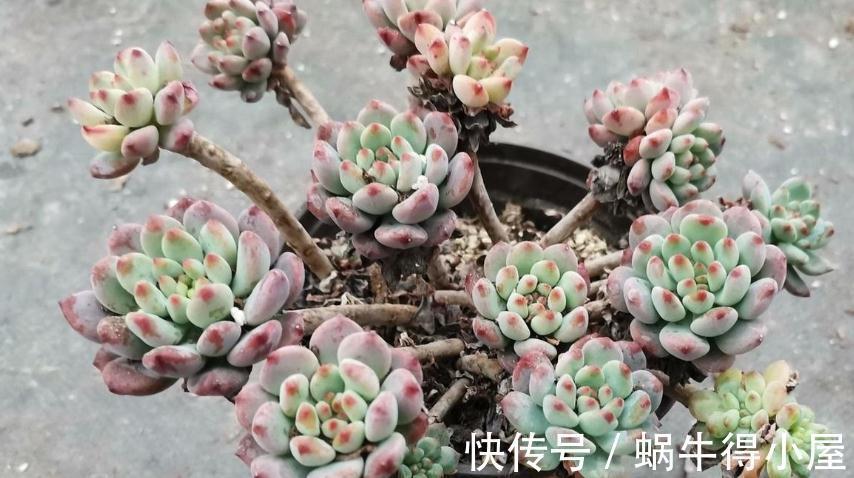 光照|哪些因素会影响到多肉蓝苹果出状态?此3点,不容忽视!