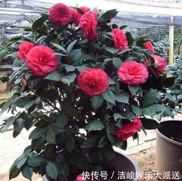 植株|5种花,夏天喜欢“淋雨”,雨水多长得旺,花朵鲜艳芳香