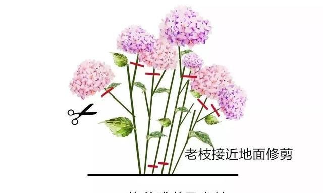 这2种花，开春坚决不能剪，剪了别想再看花