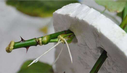 家里常丢掉的“垃圾”,秒变“扦插利器”,大白根嗖嗖冒,忒好活