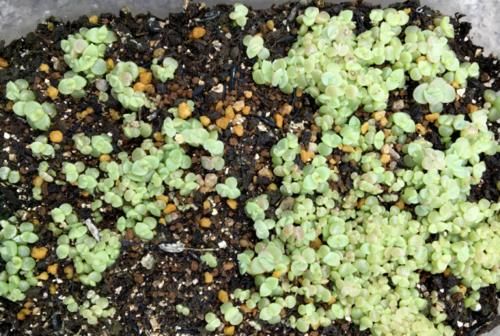 多肉从小苗养成老桩是什么样的体验？当然是没状态也成就感满满的