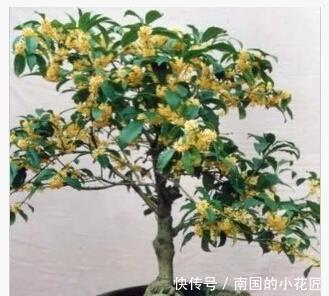 十大|中国十大名花之一,四季常青,花香远溢,是盆栽佳品、盆景良才