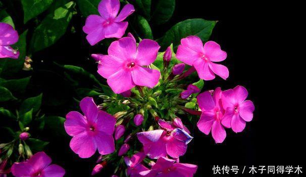 最适合新手养的4种花,好养易活颜值高,满屋子清香四溢